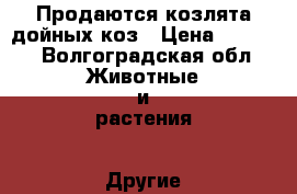 Продаются козлята дойных коз › Цена ­ 3 500 - Волгоградская обл. Животные и растения » Другие животные   . Волгоградская обл.